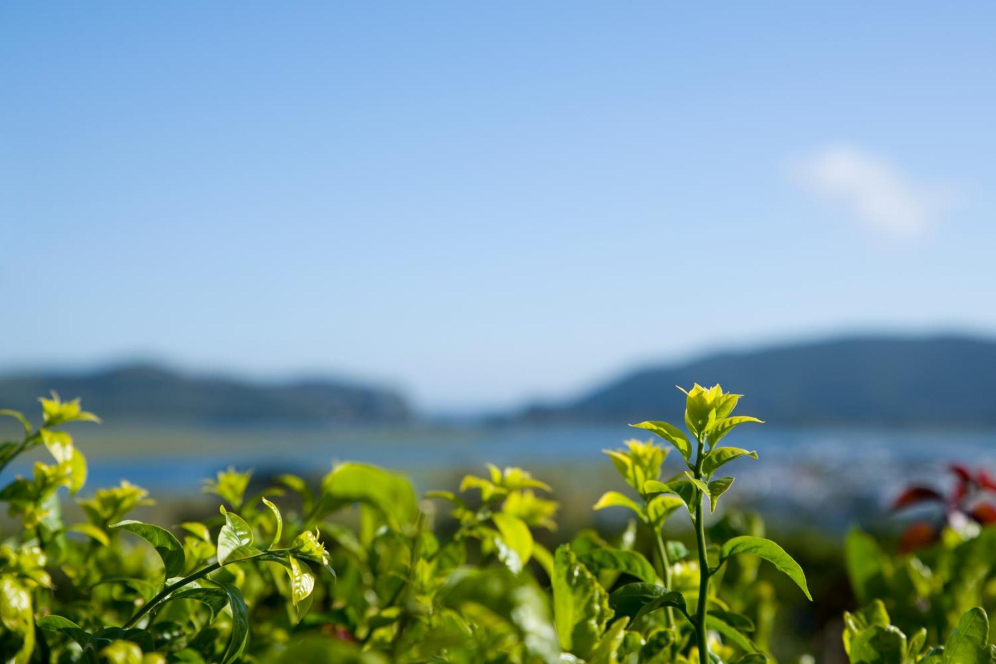 Candlewood Lodge Knysna Dış mekan fotoğraf